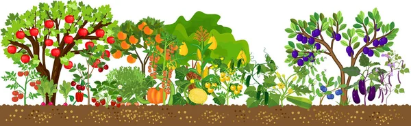 Bordure Avec Différentes Plantes Agricoles Avec Des Fruits Légumes Mûrs — Image vectorielle