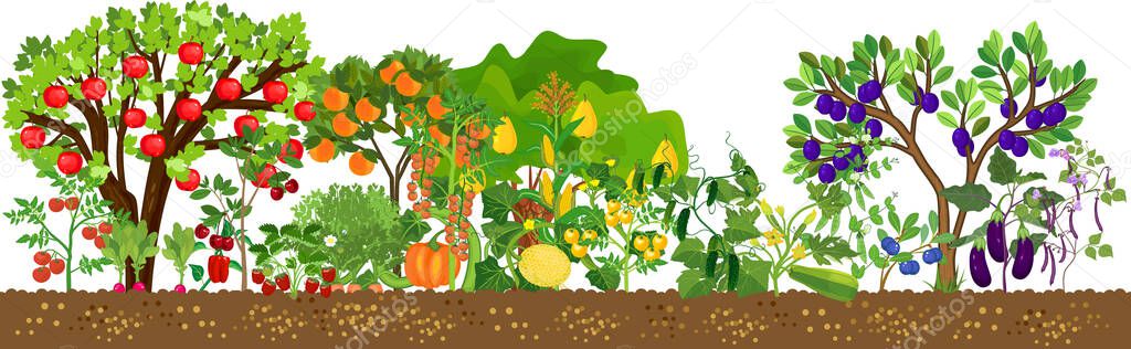  Border with different agriculture plants with ripe fruits and vegetables in all colors of rainbow isolated on white background. Harvest time