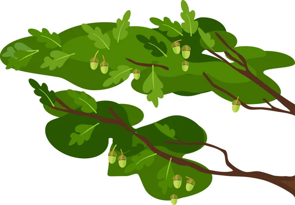 白地に緑の葉とアコーンが孤立した抽象的な漫画のオークの枝 — ストックベクタ