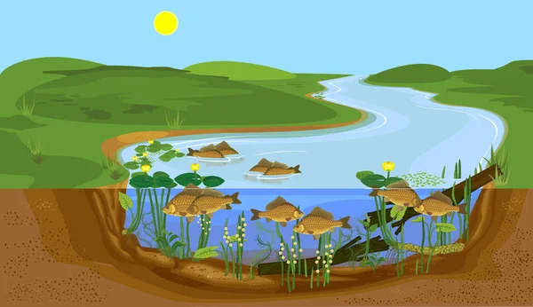 Paisaje Estanque Nivel Dividido Con Carpas Durante Desove Peces Agua — Vector de stock