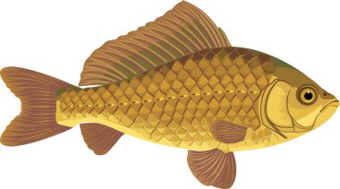 Beyaz arka planda izole edilmiş Crucian sazan balığı