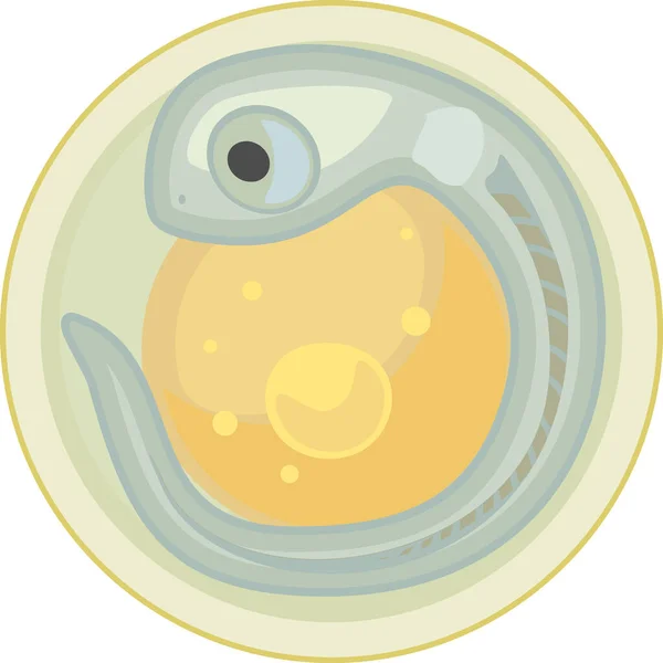 Süßwasser Fischei Laich Mit Embryo Isoliert Auf Weißem Hintergrund — Stockvektor