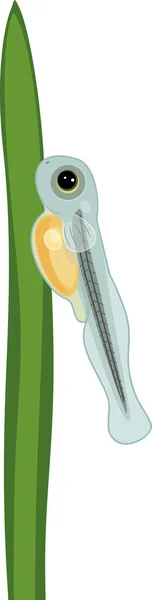 生幼鱼 带有卵黄囊的十字花鱼淡水鱼 粘在白色背景的水生植物上 — 图库矢量图片