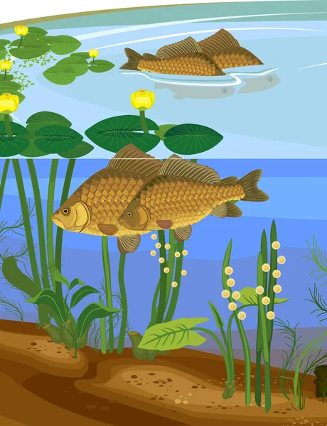 产卵时带鲤鱼的浅水湖景观 天然栖息地的淡水鱼 — 图库矢量图片