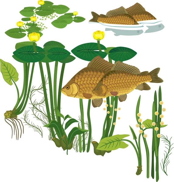 Paar Kruiskarper Vissen Tijdens Paai Gele Waterlelie Planten Geïsoleerd Witte — Stockvector