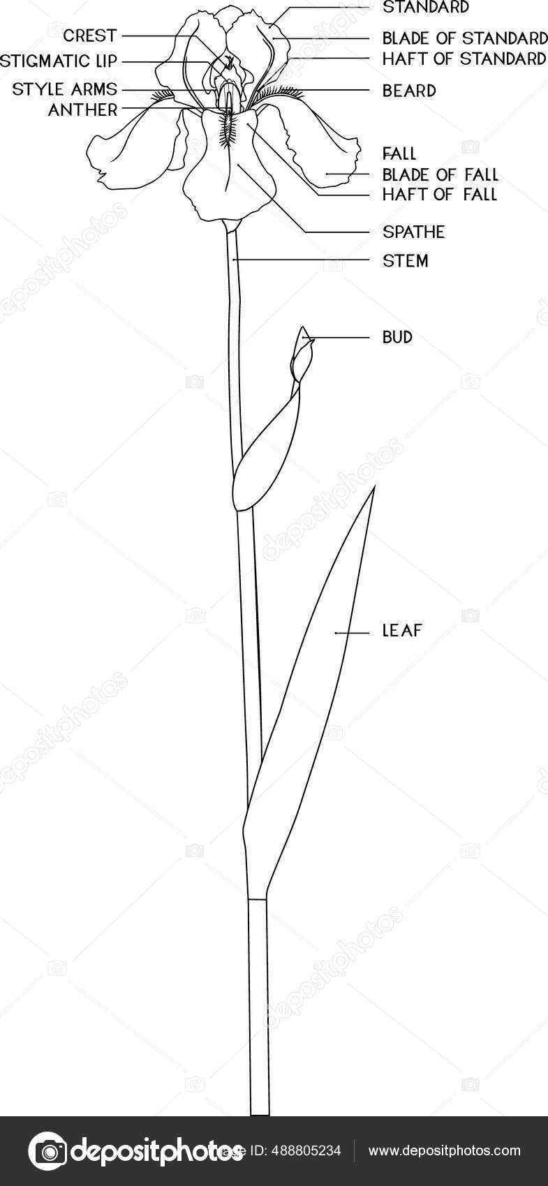 51 Plant Parts Coloring Vector Images Plant Parts Coloring Illustrations Depositphotos