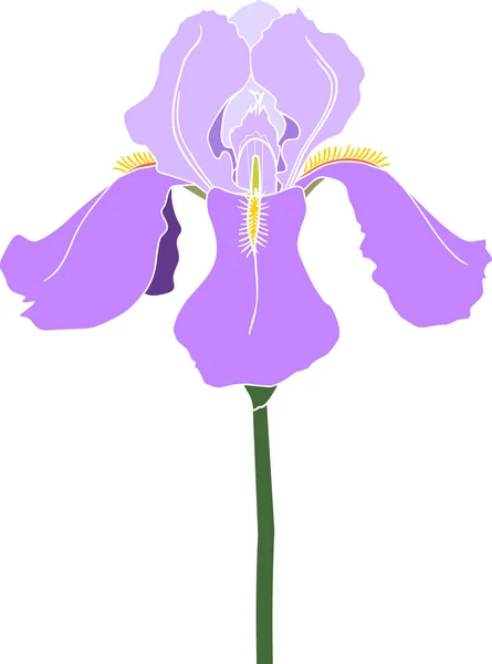 Beyaz Arkaplanda Izole Edilmiş Mor Iris Çiçeği — Stok Vektör