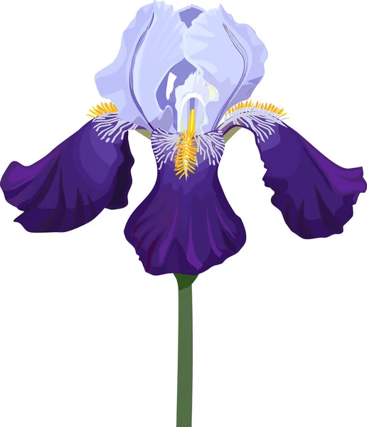 Iris Bleu Fleur Isolée Sur Fond Blanc — Image vectorielle