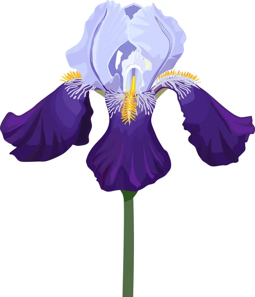 Flor Iris Azul Aislada Sobre Fondo Blanco — Archivo Imágenes Vectoriales