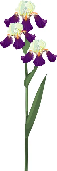 Flor Íris Branco Púrpura Com Haste Longa Com Folhas Verdes —  Vetores de Stock