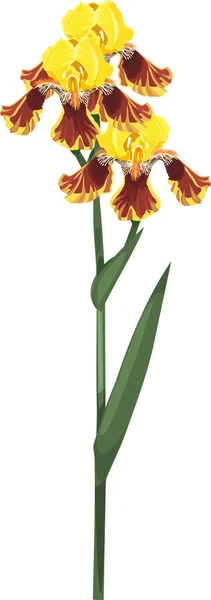 Beyaz Arka Planda Yeşil Yapraklı Uzun Saplı Sarı Iris Çiçekleri — Stok Vektör