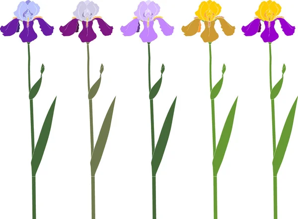 Conjunto Flores Iris Diferentes Colores Hojas Verdes Aisladas Sobre Fondo — Archivo Imágenes Vectoriales