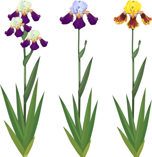 Set Von Irispflanzen Mit Blüten Verschiedenen Farben Und Grünen Blättern — Stockvektor