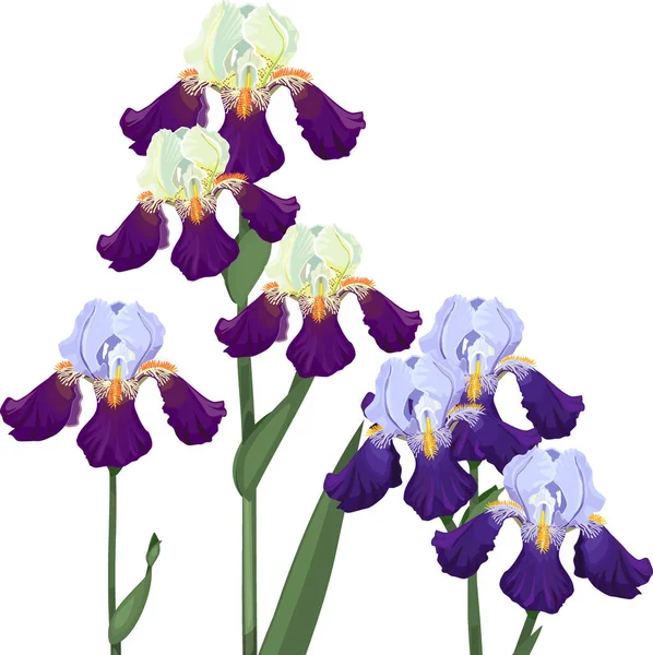 Flores Iris Púrpura Azul Aisladas Sobre Iris Fondo Blanco — Vector de stock