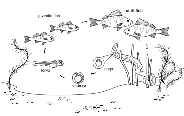 Página Para Colorear Con Ciclo Vida Los Peces Secuencia Etapas — Vector de stock