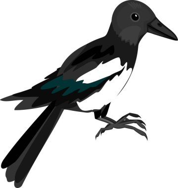  Beyaz arkaplanda izole edilmiş Avrasya saksağanı (Pica pica) çizgi filmi