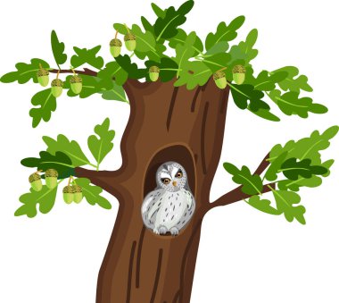  Karikatür baykuşu (Strix aluco) meşe ağacında beyaz arka planda izole bir şekilde oturuyor.