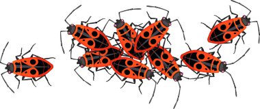 Beyaz arkaplanda yangın böcekleri (Pyrrhocoris apterus) izole edildi