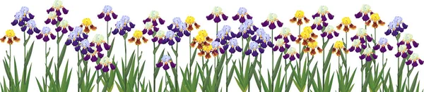 Borde Flores Con Plantas Iris Floración Aisladas Sobre Fondo Blanco — Archivo Imágenes Vectoriales