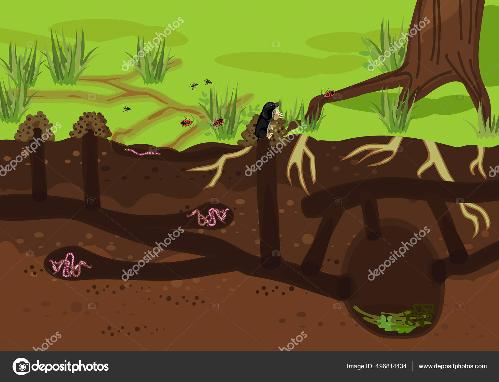 Scheme Structure Underground Mole Tunnels Earthworms European Mole Biology Diagrams