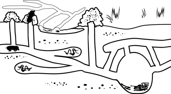 Сторінка Кольорів Схема Підземних Тунелів Дощовими Черв Яками Європейськими Кролями — стоковий вектор