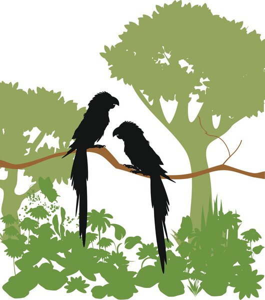 Попугаи ара на ветке в джунглях
