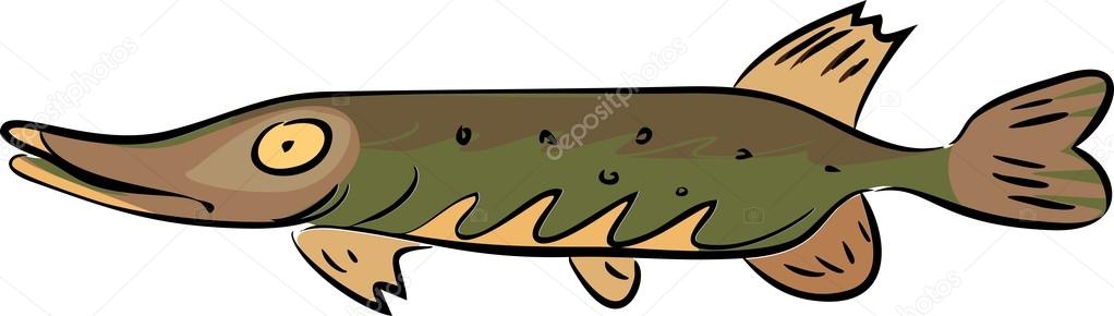 Sketch of Northern pike