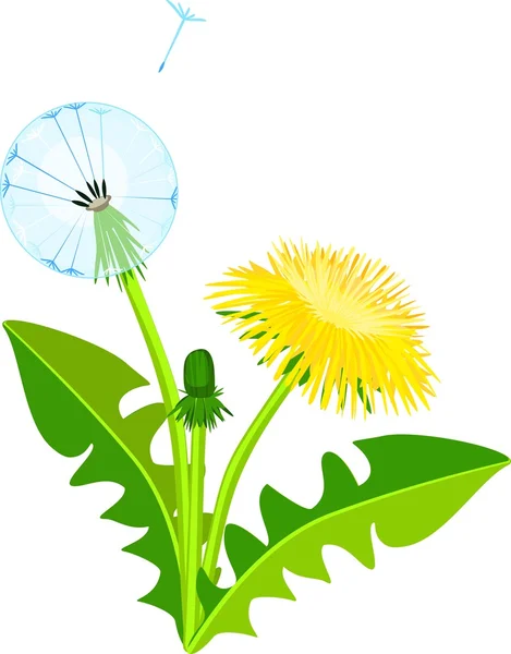 Dandelion plant with yellow flower — Stock Vector