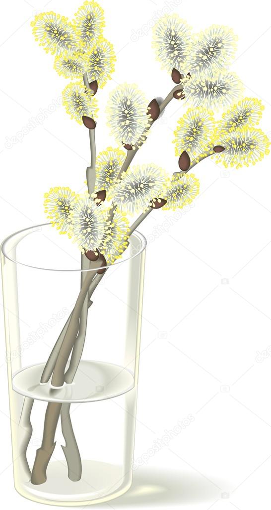 Pussy willow branches in glass vase