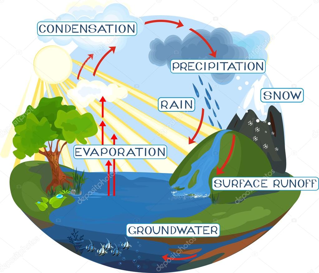 The water cycle