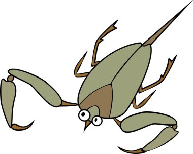 Beyaz arka plan üzerinde su Akrep