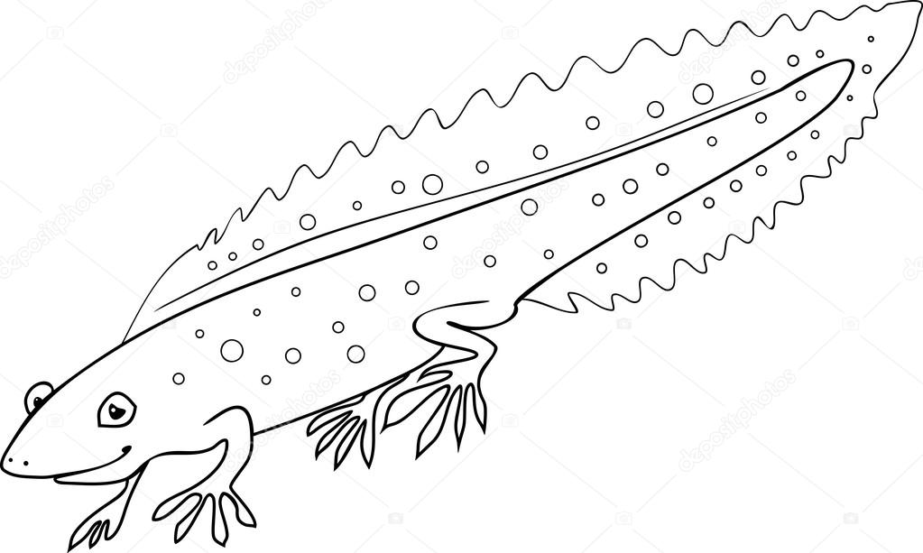 Coloring page crested newt