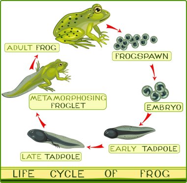 Life cycle of frog clipart