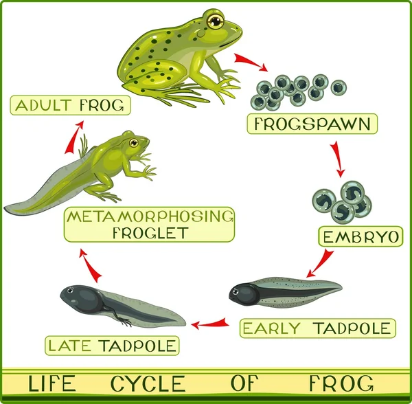 Lebenszyklus des Frosches — Stockvektor