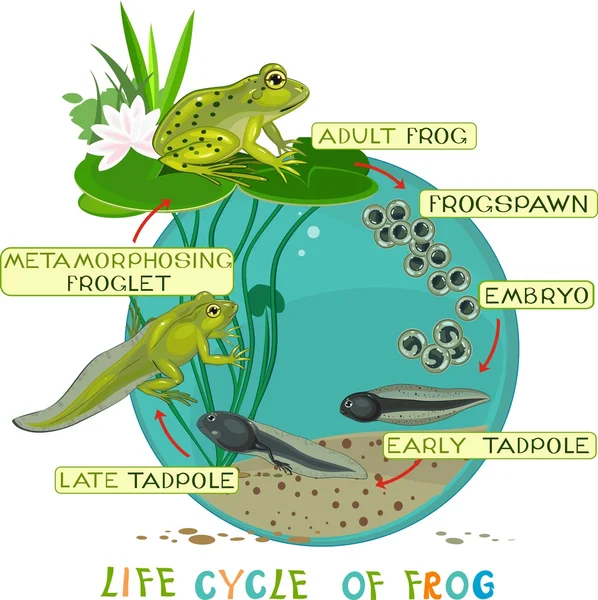 Life cycle of frog — Stock Vector