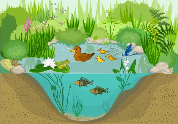养鸭子的池塘生态系统 — 图库矢量图片