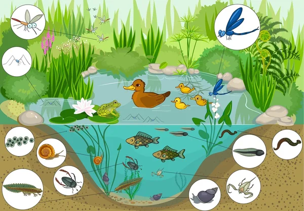 Ecosystem of duck pond — Stock Vector