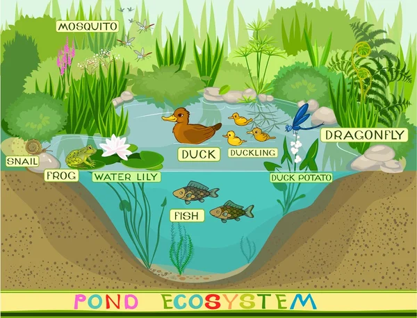 Ecossistema da lagoa de pato —  Vetores de Stock