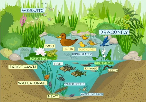 Ecosystem of duck pond — Stock Vector