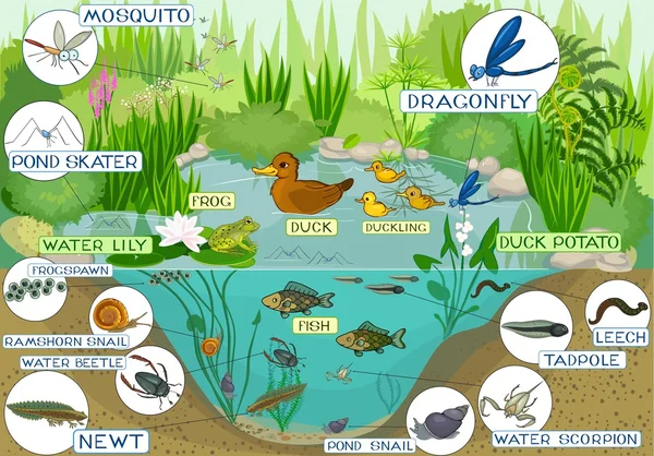 Ecossistema da lagoa de pato — Vetor de Stock