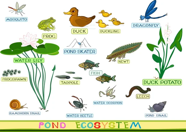 Ecosysteem van eendenvijver — Stockvector