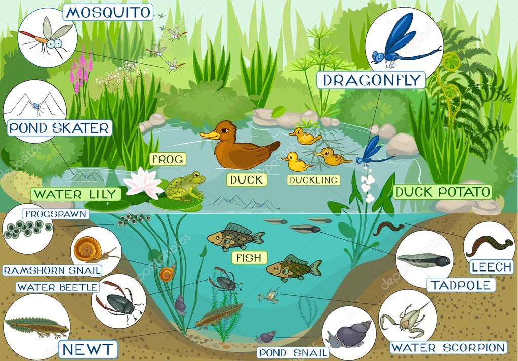 Ecosystem of duck pond Stock Vector Image by ©mariaflaya #88274964