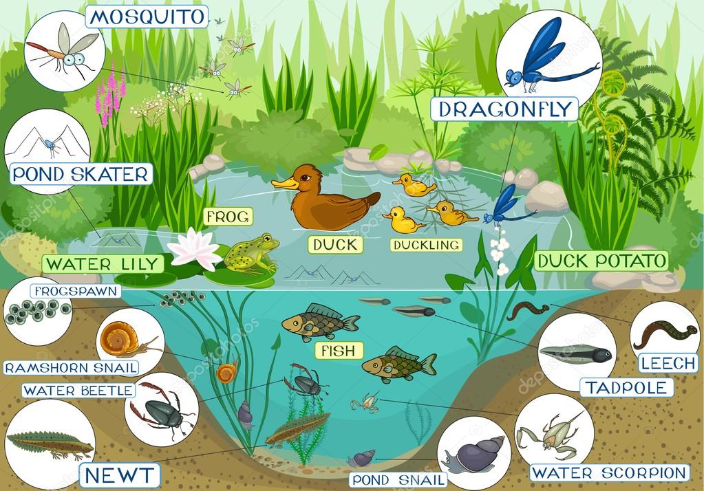 Animal Ecosystem Diagram animal-ecosystem-diagram