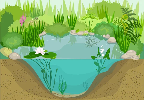 养鸭子的池塘生态系统 — 图库矢量图片