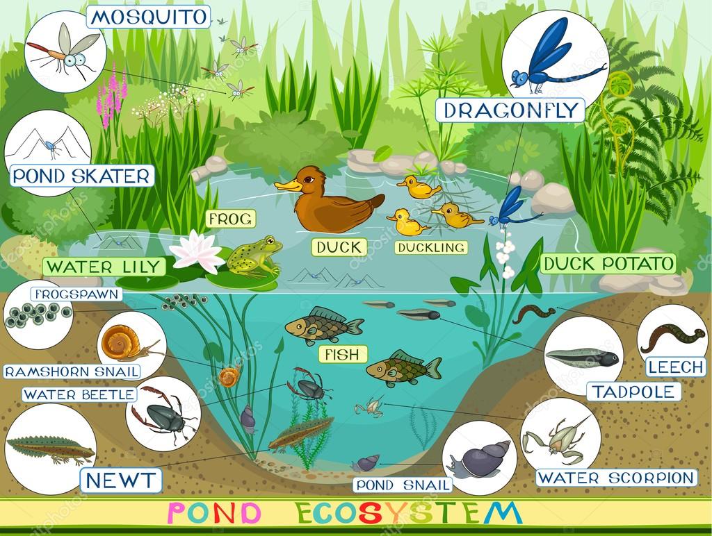 ecosystem of duck pond