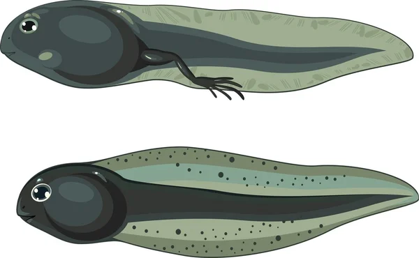 Tadpole and tadpole with legs — Stock Vector