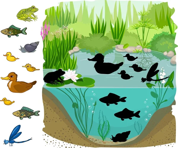 Find the shadow of pond inhabitants — Stock Vector