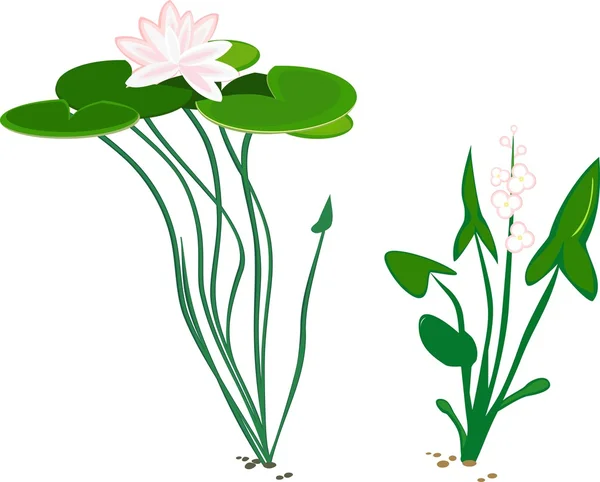 Wasserpflanze Entenkartoffeln und Seerose — Stockvektor
