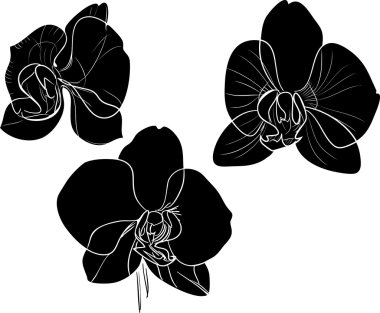 Orkide siluetleri kümesi