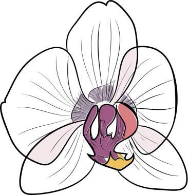 Orkide beyaz zemin üzerine